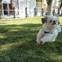 Shih Tzu, Köpek  Body fotoğrafı