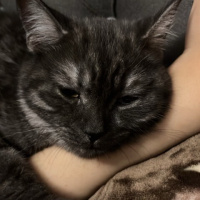 Tekir Kedi, Kedi  gece fotoğrafı