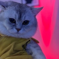 British Shorthair, Kedi  Bob fotoğrafı
