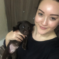 Labrador Retriever, Köpek  Oscar  fotoğrafı
