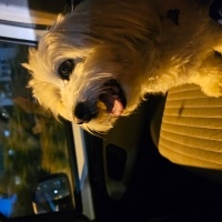 Maltese, Köpek  Lucky fotoğrafı
