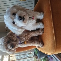 Maltese, Köpek  Lucky fotoğrafı