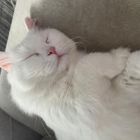 Chinchilla, Kedi  Arcus fotoğrafı