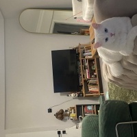 Chinchilla, Kedi  Arcus fotoğrafı