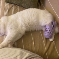 Chinchilla, Kedi  Arcus fotoğrafı