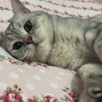 British Shorthair, Kedi  Monkey fotoğrafı