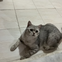 British Shorthair, Kedi  Monkey fotoğrafı