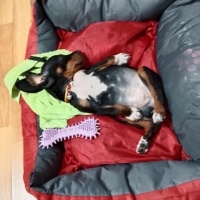 Alman Av Terrieri, Köpek  Hera fotoğrafı