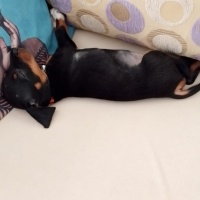 Alman Av Terrieri, Köpek  Hera fotoğrafı