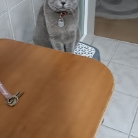 British Shorthair, Kedi  Muhtar fotoğrafı