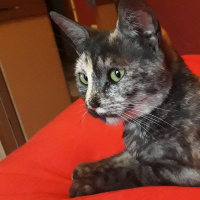 Tekir Kedi, Kedi  Kaşmir fotoğrafı
