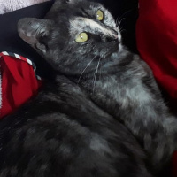 Tekir Kedi, Kedi  Kaşmir fotoğrafı