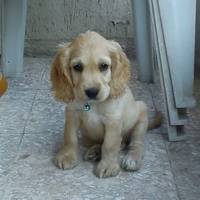 Amerikan Cocker Spaniel, Köpek  latte fotoğrafı