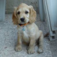 Amerikan Cocker Spaniel, Köpek  latte fotoğrafı