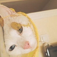 Van Kedisi, Kedi  Duman fotoğrafı