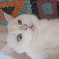 British Shorthair, Kedi  Tomo fotoğrafı
