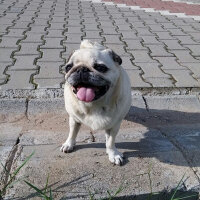 Pug, Köpek  Tarçın fotoğrafı