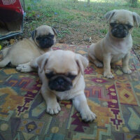 Pug, Köpek  Tarçın fotoğrafı