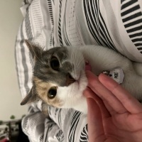 Tekir Kedi, Kedi  peri fotoğrafı