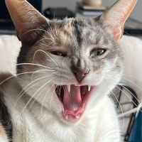 Tekir Kedi, Kedi  peri fotoğrafı