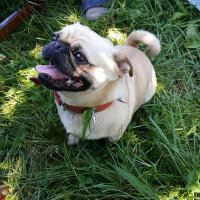 Pug, Köpek  Haydut fotoğrafı