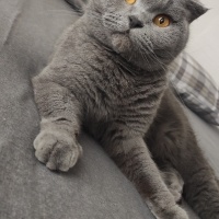 British Shorthair, Kedi  Mia fotoğrafı