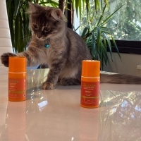 Ankara Kedisi, Kedi  Valeria fotoğrafı