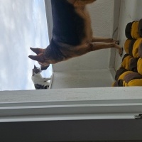 Tekir Kedi, Kedi  Bahar fotoğrafı