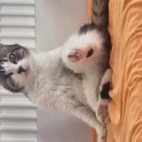 Tekir Kedi, Kedi  Fadime fotoğrafı