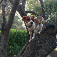 Jack Russell Terrier, Köpek  gio fotoğrafı