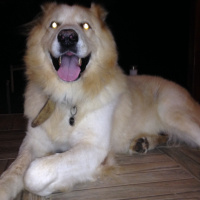 Kars Çoban Köpeği, Köpek  panda fotoğrafı