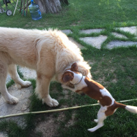 Kars Çoban Köpeği, Köpek  panda fotoğrafı