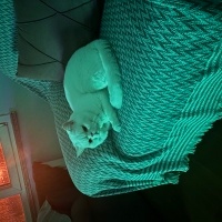 Brazilian Shorthair, Kedi  Merlin fotoğrafı