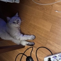 British Shorthair, Kedi  Smokey fotoğrafı