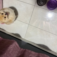 Pomeranyalı, Köpek  Leydi fotoğrafı