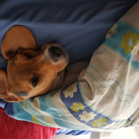 Beagle, Köpek  Queen fotoğrafı