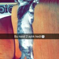 Tekir Kedi, Kedi  Sipsi fotoğrafı