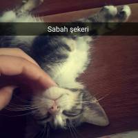 Tekir Kedi, Kedi  Sipsi fotoğrafı