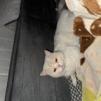 British Shorthair, Kedi  Kartopu fotoğrafı