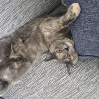 British Shorthair, Kedi  Meri fotoğrafı