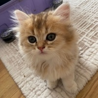 British Shorthair, Kedi  İncir fotoğrafı