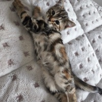 Tekir Kedi, Kedi  Sofya fotoğrafı