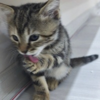 Tekir Kedi, Kedi  Sofya fotoğrafı