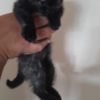 Brazilian Shorthair, Kedi  Merve Sancaklı fotoğrafı