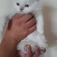 Brazilian Shorthair, Kedi  Merve Sancaklı fotoğrafı