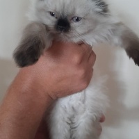 Brazilian Shorthair, Kedi  Merve Sancaklı fotoğrafı