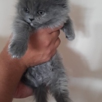 Brazilian Shorthair, Kedi  Merve Sancaklı fotoğrafı