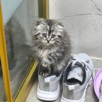 Scottish Fold, Kedi  Pırtık fotoğrafı