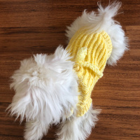 Maltese, Köpek  Bonny fotoğrafı