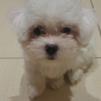 Maltese, Köpek  Bonny fotoğrafı